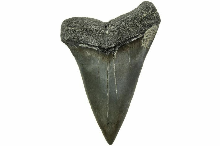 Fossil Broad-Toothed Mako Tooth - South Carolina #214664